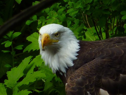 sea zoo eagle head.jpg